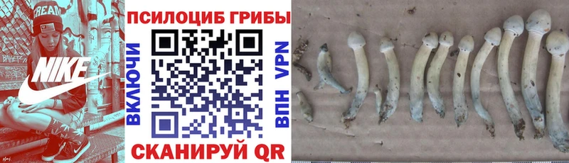 Галлюциногенные грибы Magic Shrooms Болотное